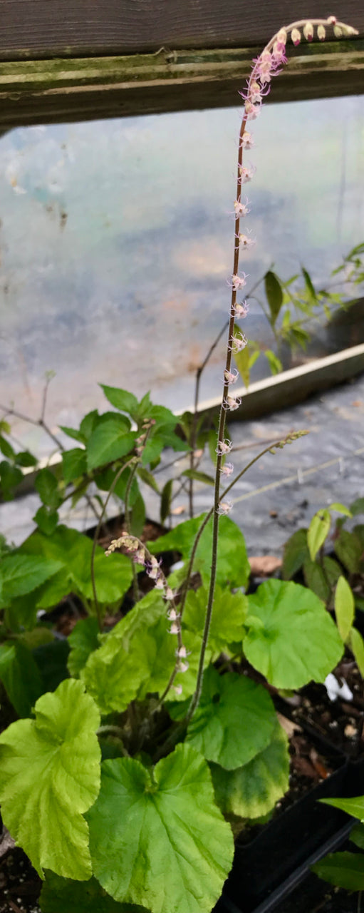 Ozomelis stauropetala  (Smallflower Miterwort) syn. Mitella stauropetala