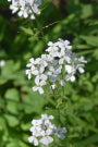 Pachyphragma macrophyllum (Caucasian Penny Cress)