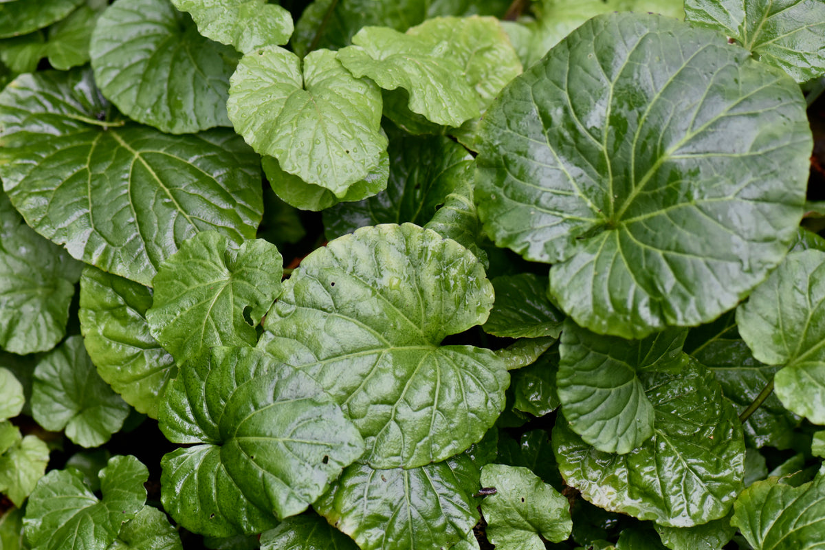 Pachyphragma macrophyllum (Caucasian Penny Cress)