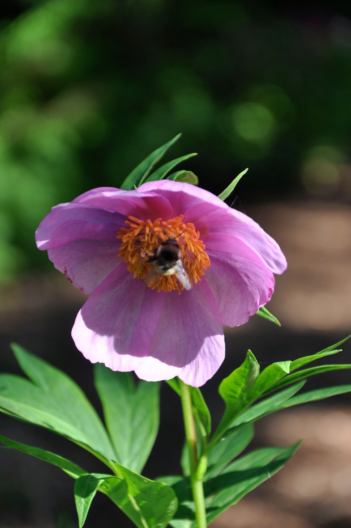 Paeonia anomala (Woodland Peony)