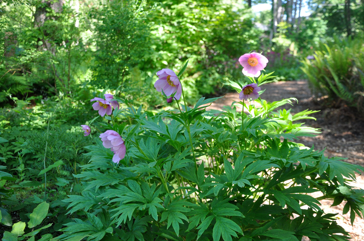 Paeonia anomala (Woodland Peony)