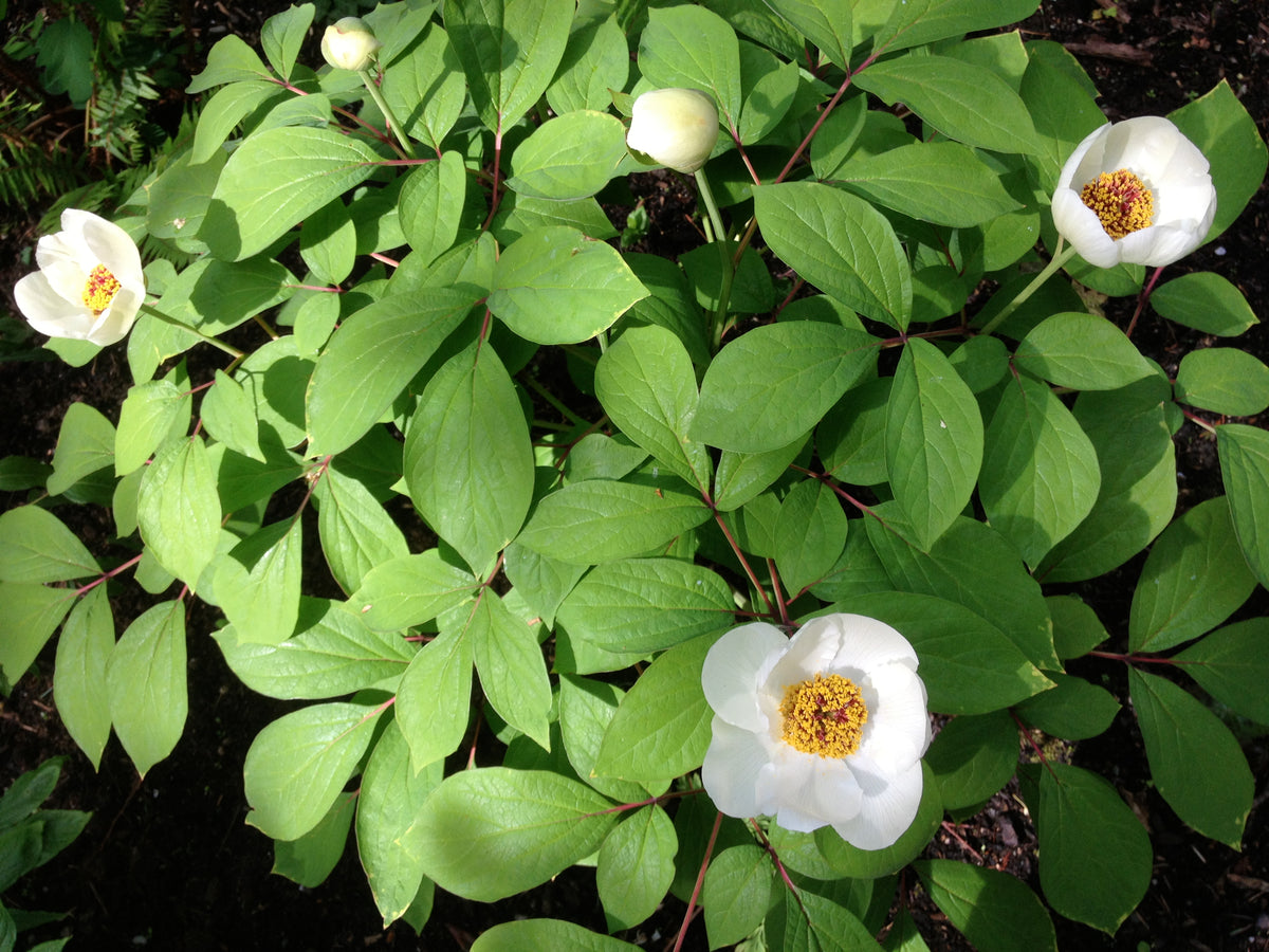 Paeonia japonica (Woodland Paeonia)