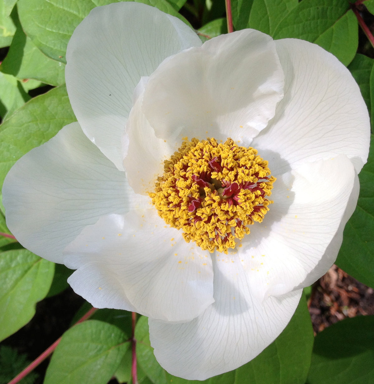 Paeonia japonica (Woodland Paeonia)