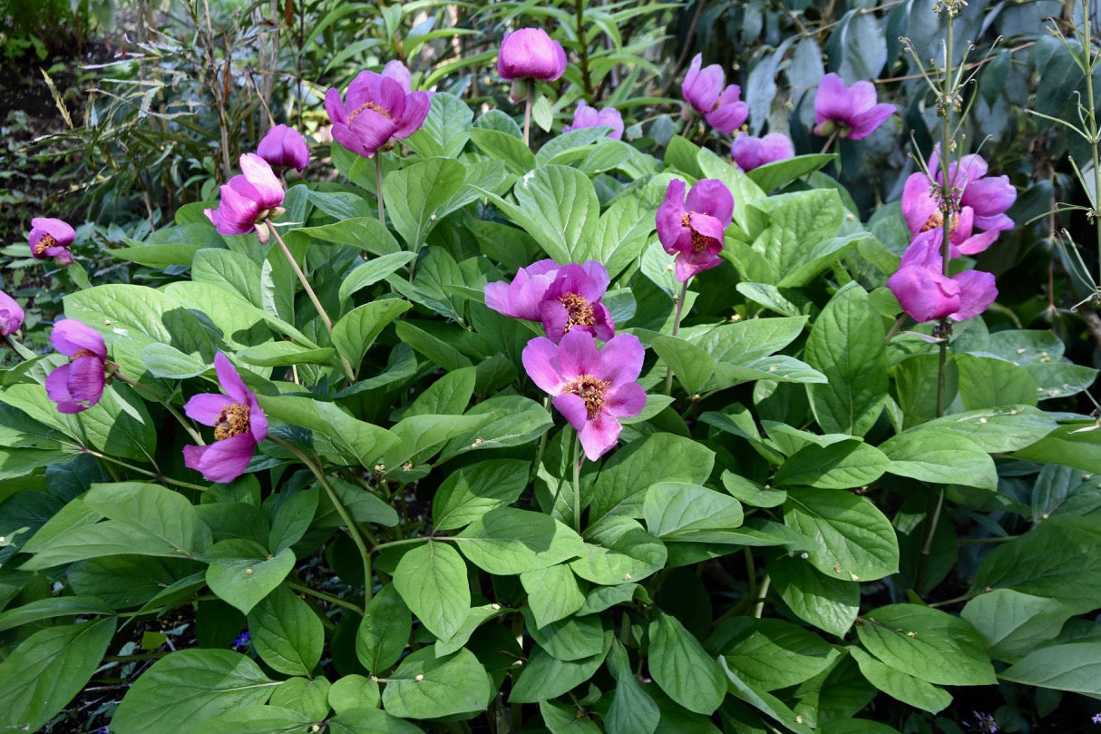 Paeonia mascula ssp. mascula (Woodland Paeonia)