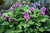 Paeonia mascula ssp. mascula (Woodland Paeonia)