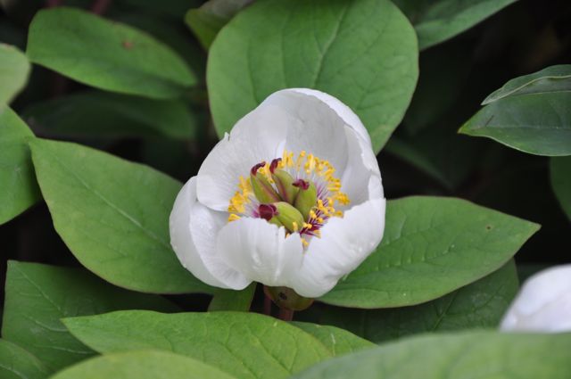 Paeonia willmottiae (Woodland Peony)