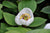 Paeonia willmottiae (Woodland Peony)