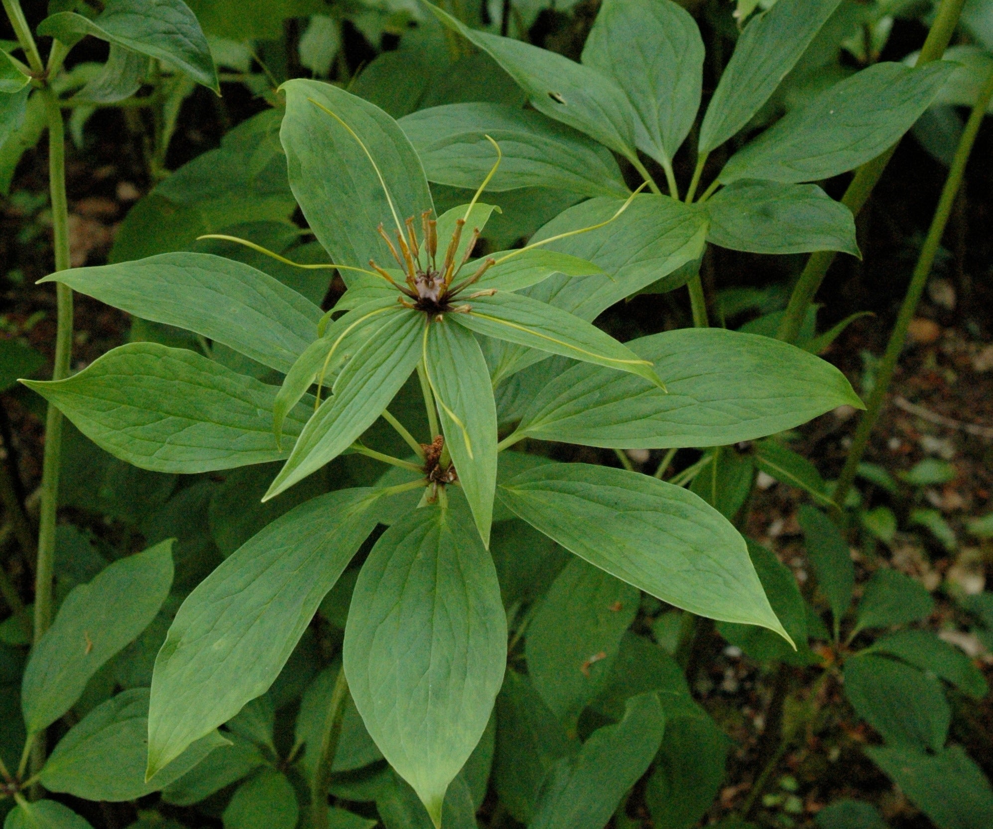 Paris polyphylla 'Heronswood Form' x paris sp. (6’ tall) (Whorled Honey Flower)