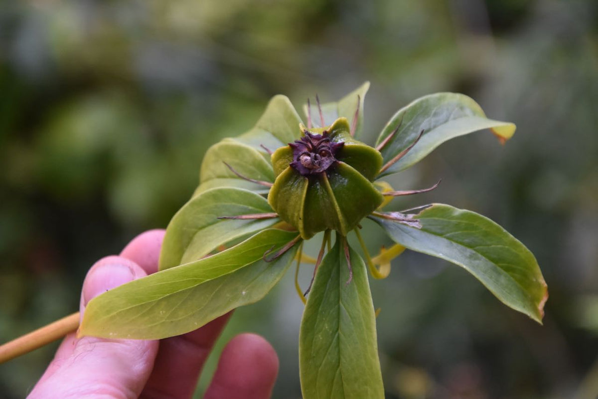 Paris polyphylla &#39;Heronswood Form&#39; x paris sp. (6’ tall) (Whorled Honey Flower)