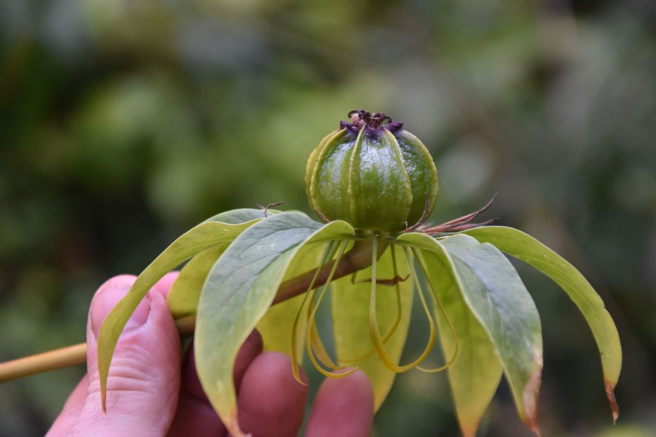 Paris sp. (6’ tall) x 'Heronswood Form' (Whorled Honey Flower)