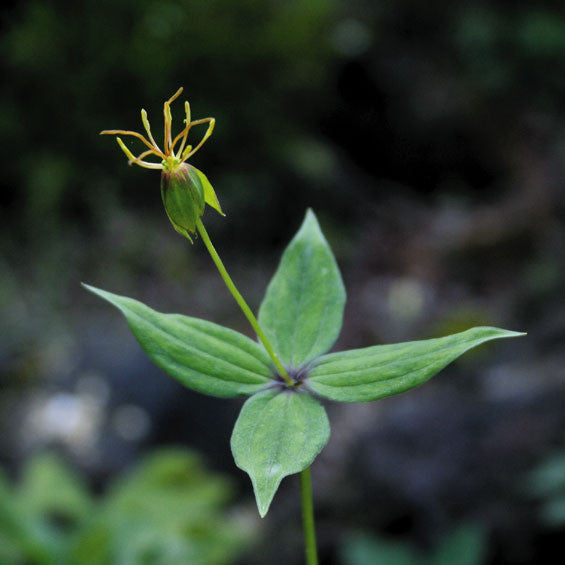 Paris tetraphylla (Honey Flower)