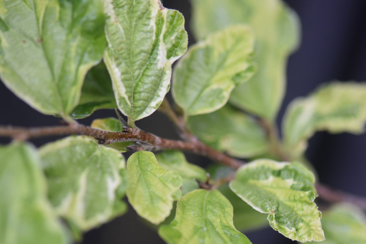Parrotia persica &#39;Persian Lace&#39; (Persian Lace Variegated Parrotia)