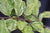 Parrotia persica 'Persian Lace' (Persian Lace Variegated Parrotia)