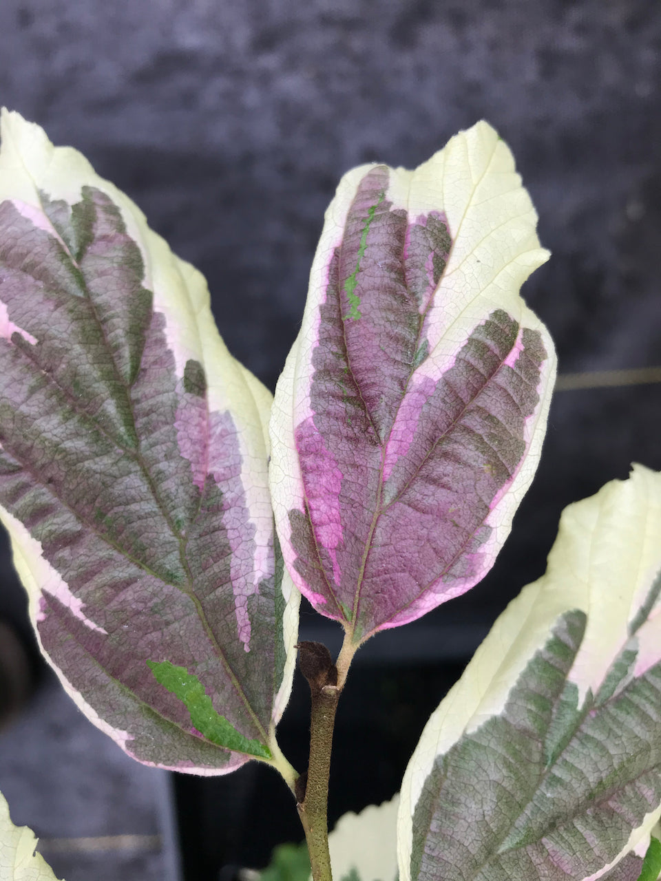 Parrotia persica &#39;Lamplighter&#39; (Lamplighter variegated Parrotia)