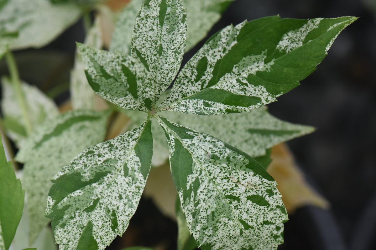 Parthenocissus quinquefolia &#39;Star Showers&#39;  (Variegated Virginia Creeper)