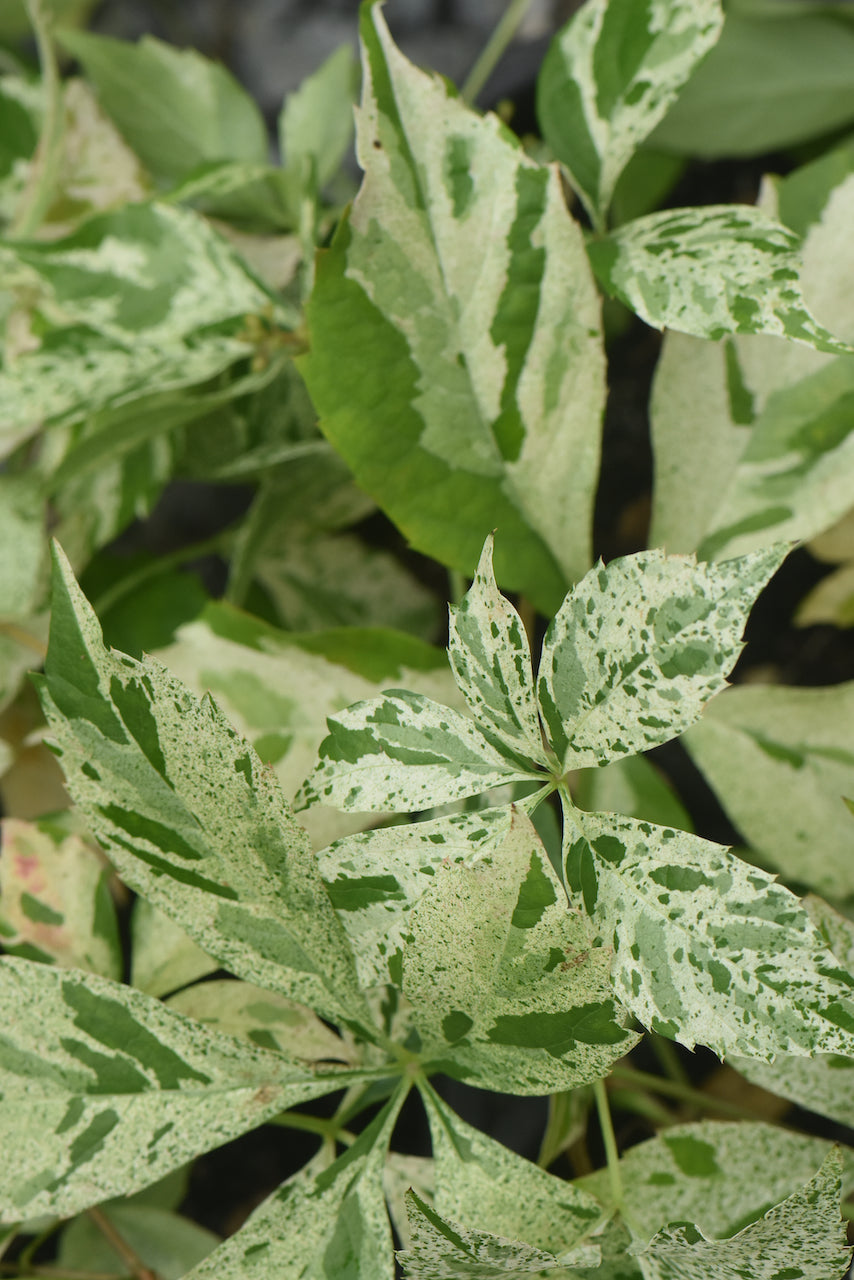 Parthenocissus quinquefolia &#39;Star Showers&#39;  (Variegated Virginia Creeper)