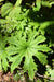 Peltaboykinia watanabei (Woodland Saxifragaceae)
