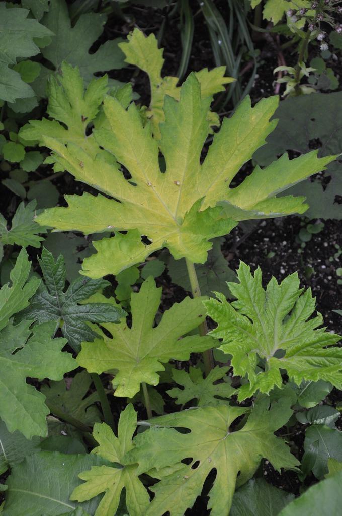 Petasites palmatus &#39;Golden Palms&#39; (Golden Coltsfoot)