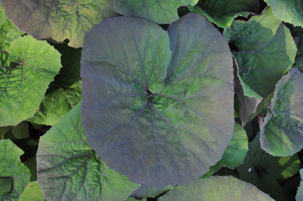 Petasites japonicus &#39;Purpureus&#39; (Purple Japanese Coltsfoot)