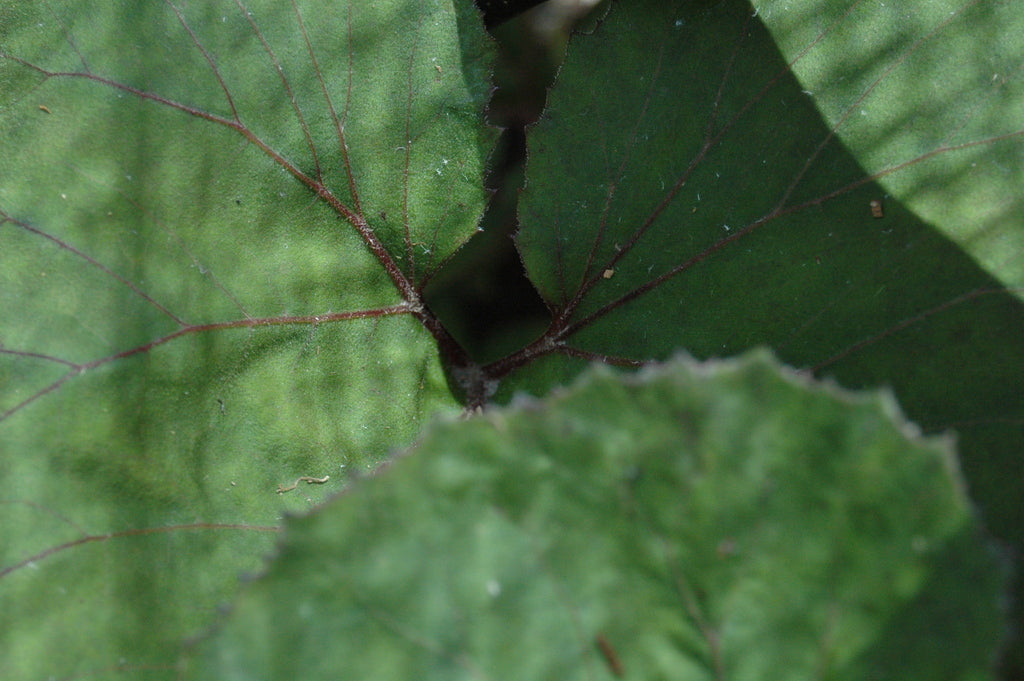 Petasites japonicus &#39;Purpureus&#39; (Purple Japanese Coltsfoot)