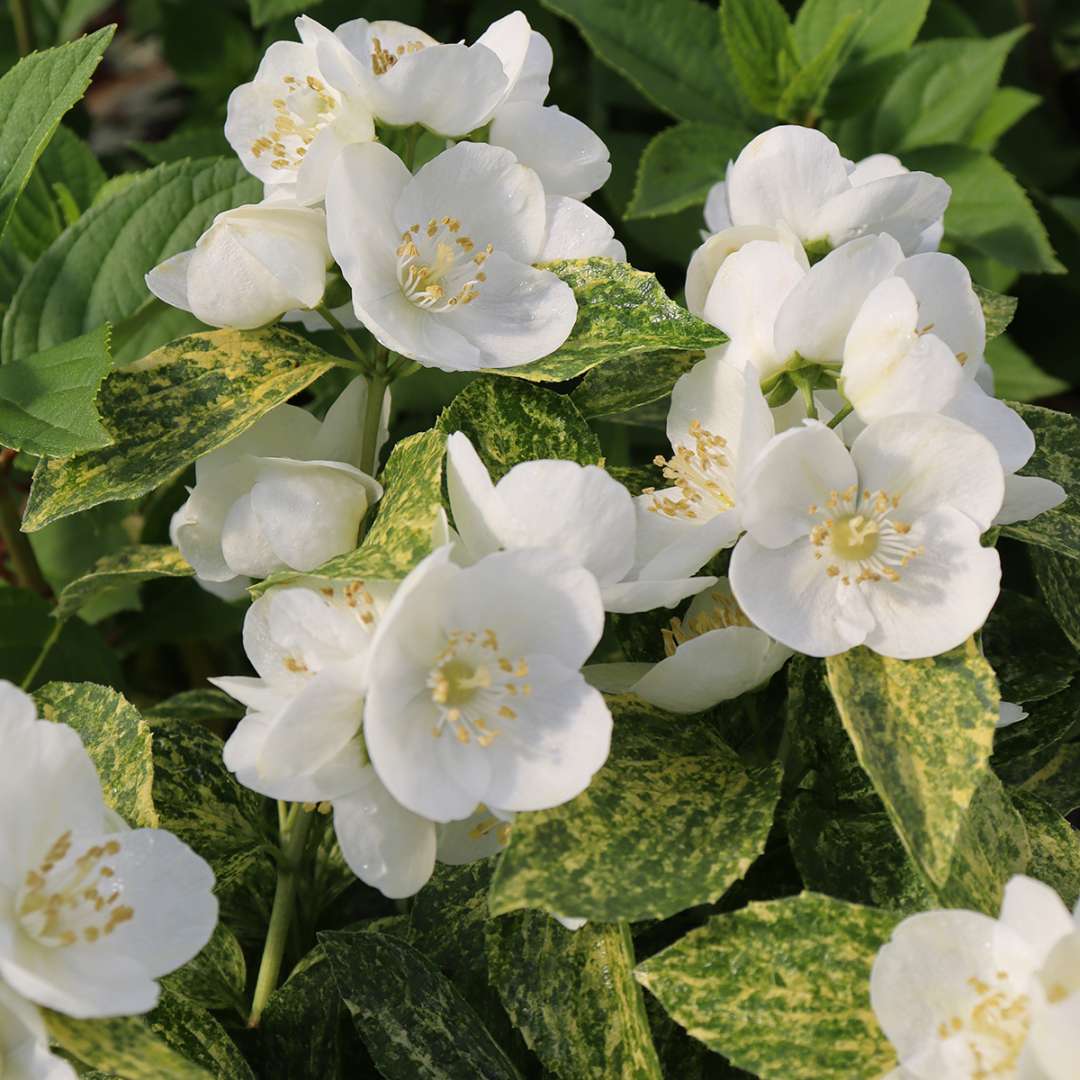 Philadelphus coronarius &#39;Illuminati Sparks&#39; PP34,296 CBRAF (Variegated Mock-Orange)