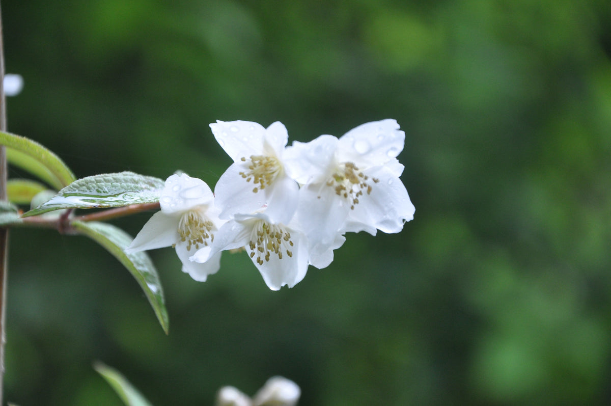 Philadelphus delavayi (Chinese Mock Orange)