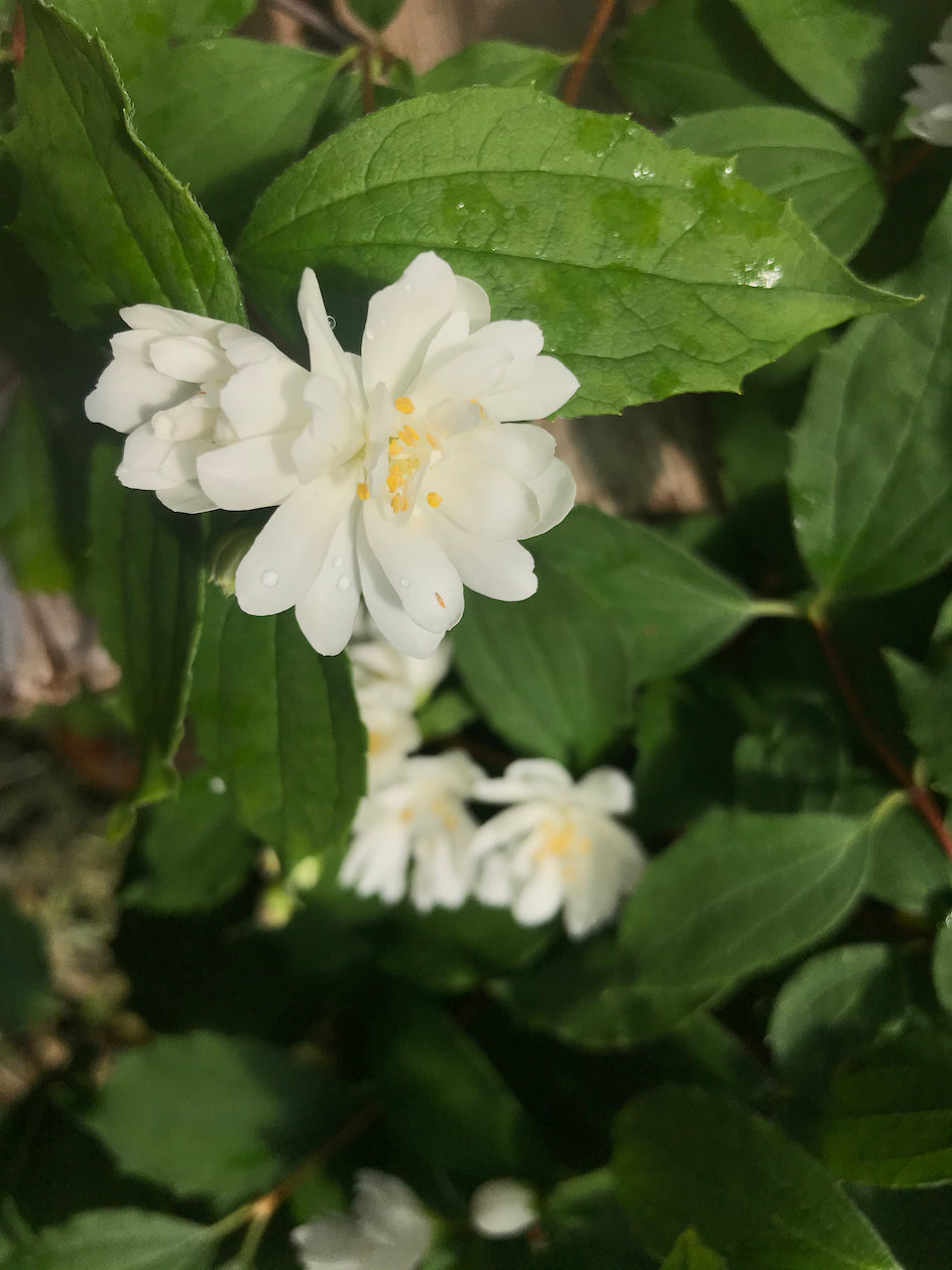 Philadelphus lewisii 'Goose Creek' (Double Flowering Mock-Orange)