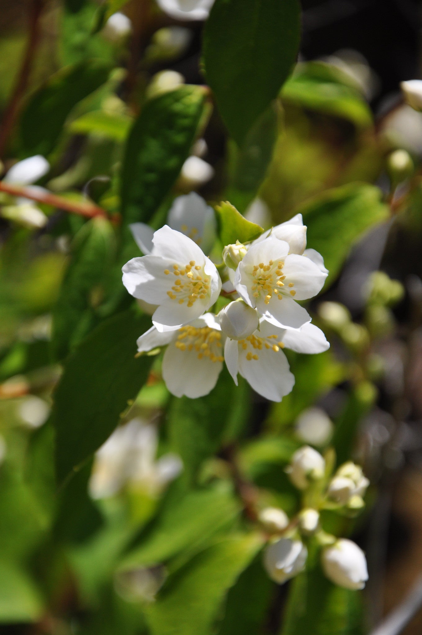 Philadelphus lewisii (Mock Orange) - Keeping It Green Nursery