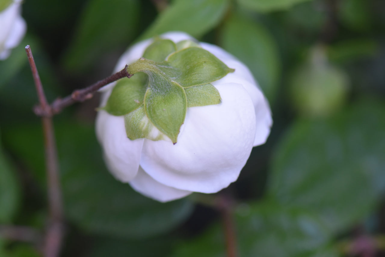 Philadelphus mexicanus (Mexican Flowering Mock-Orange)