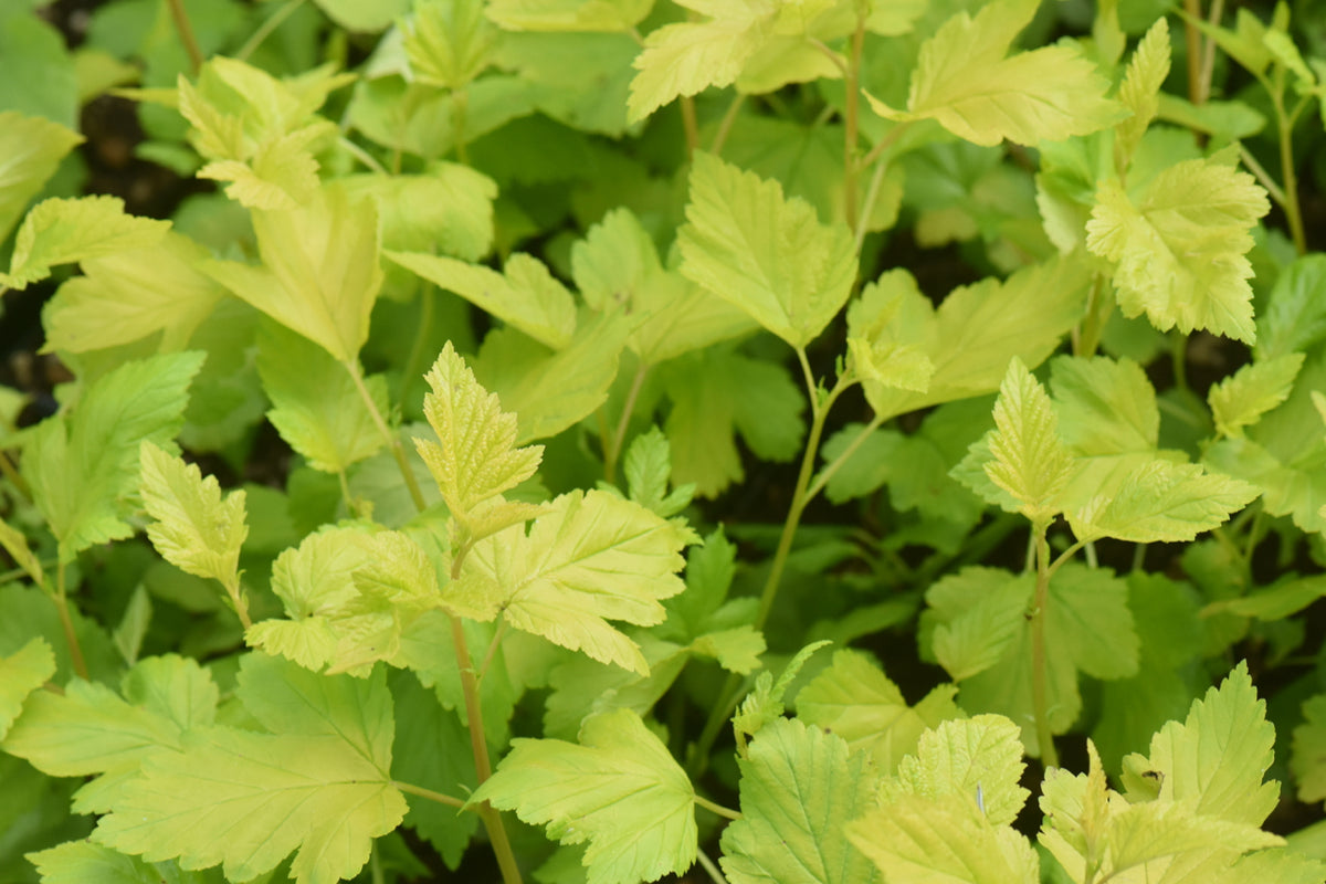 Physocarpus opulifolius &#39;Nugget&#39; (Gold Leaf Ninebark)