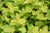 Physocarpus opulifolius 'Nugget' (Gold Leaf Ninebark)