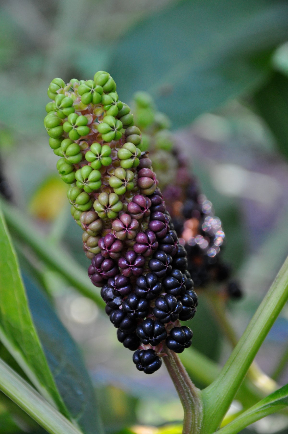 Phytolacca acinosa ex China (Chinese Pokeberry)