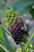 Phytolacca acinosa ex China (Chinese Pokeberry)