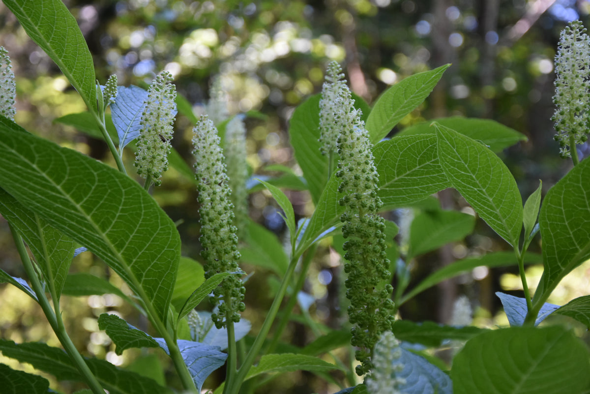 Phytolacca acinosa ex China (Chinese Pokeberry)