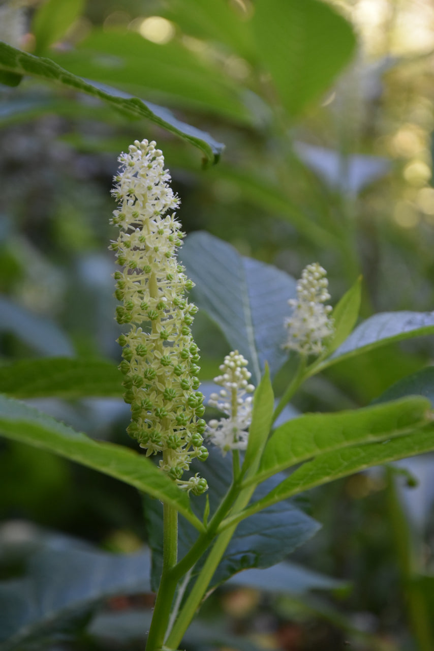 Phytolacca acinosa ex China (Chinese Pokeberry)