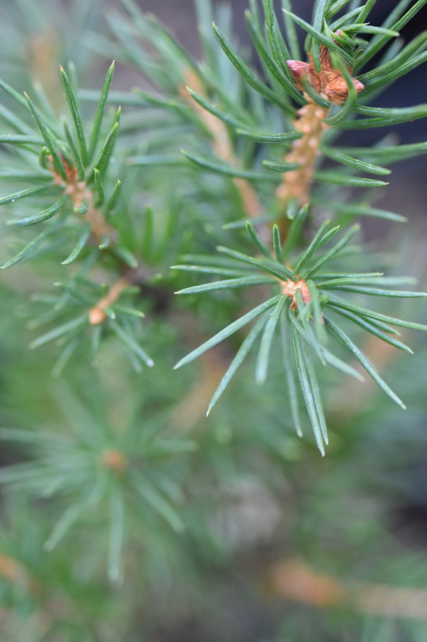 Picea crassifolia (Qinghai Spruce)