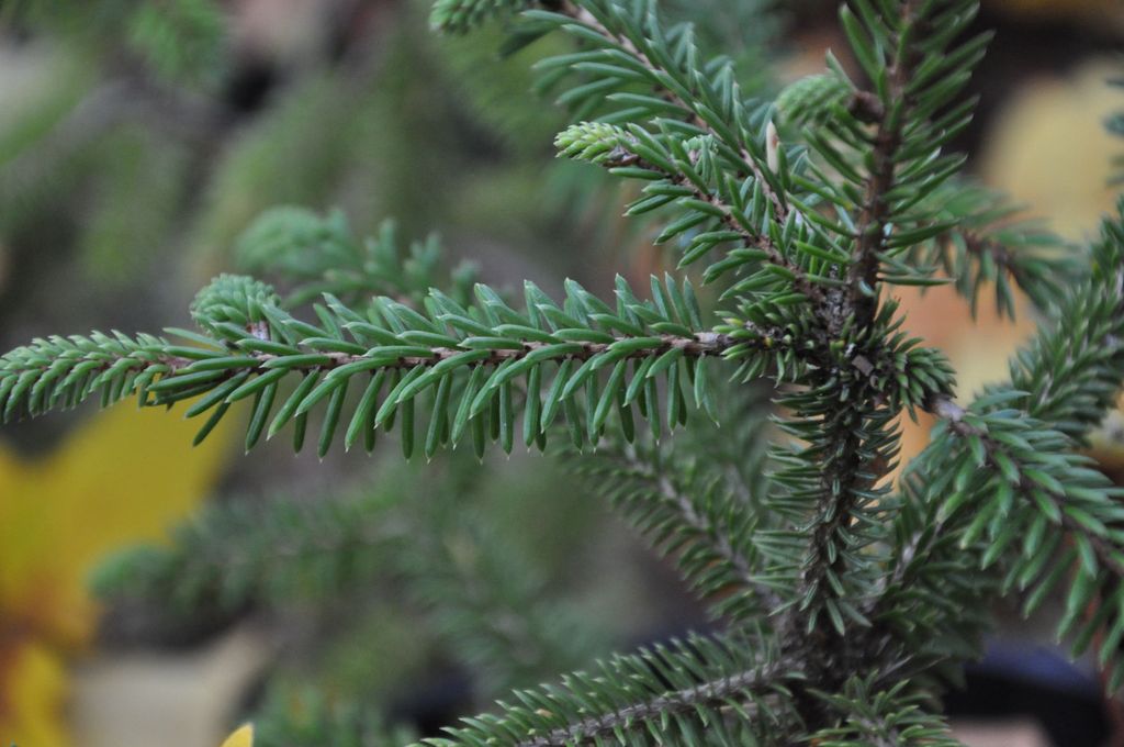 Picea likiangensis (Lijiang Spruce)