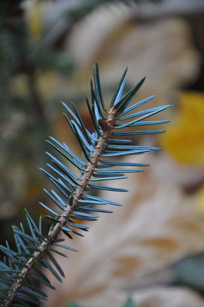 Picea likiangensis (Lijiang Spruce)