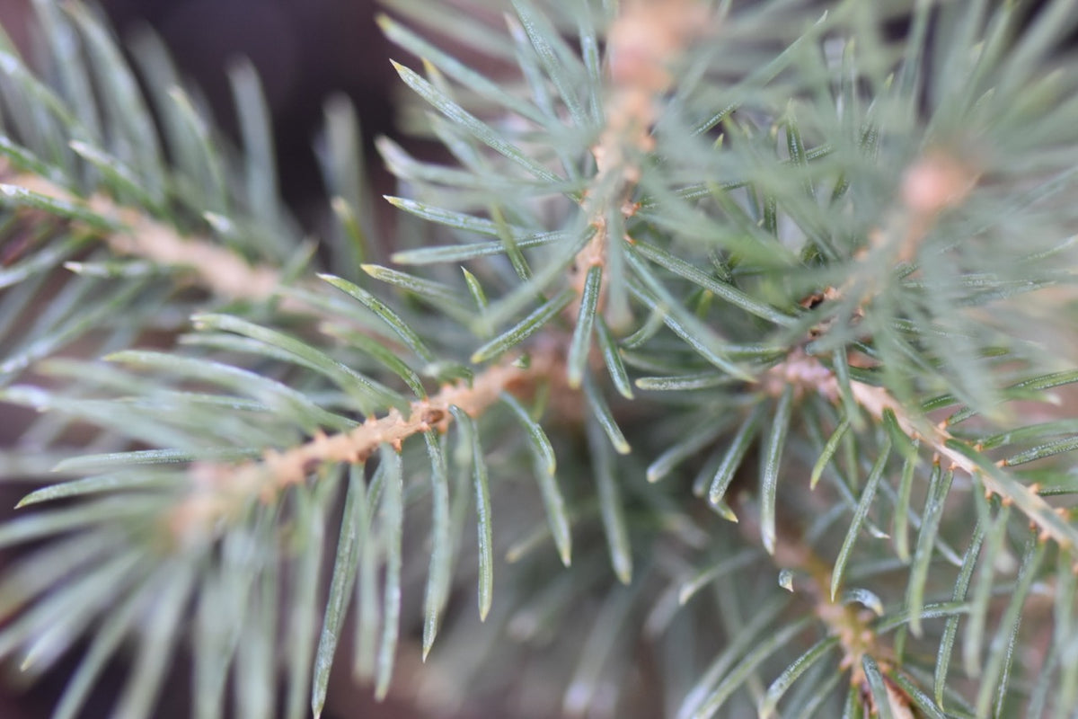 Picea schrenkiana (Schrenk&#39;s Spruce)