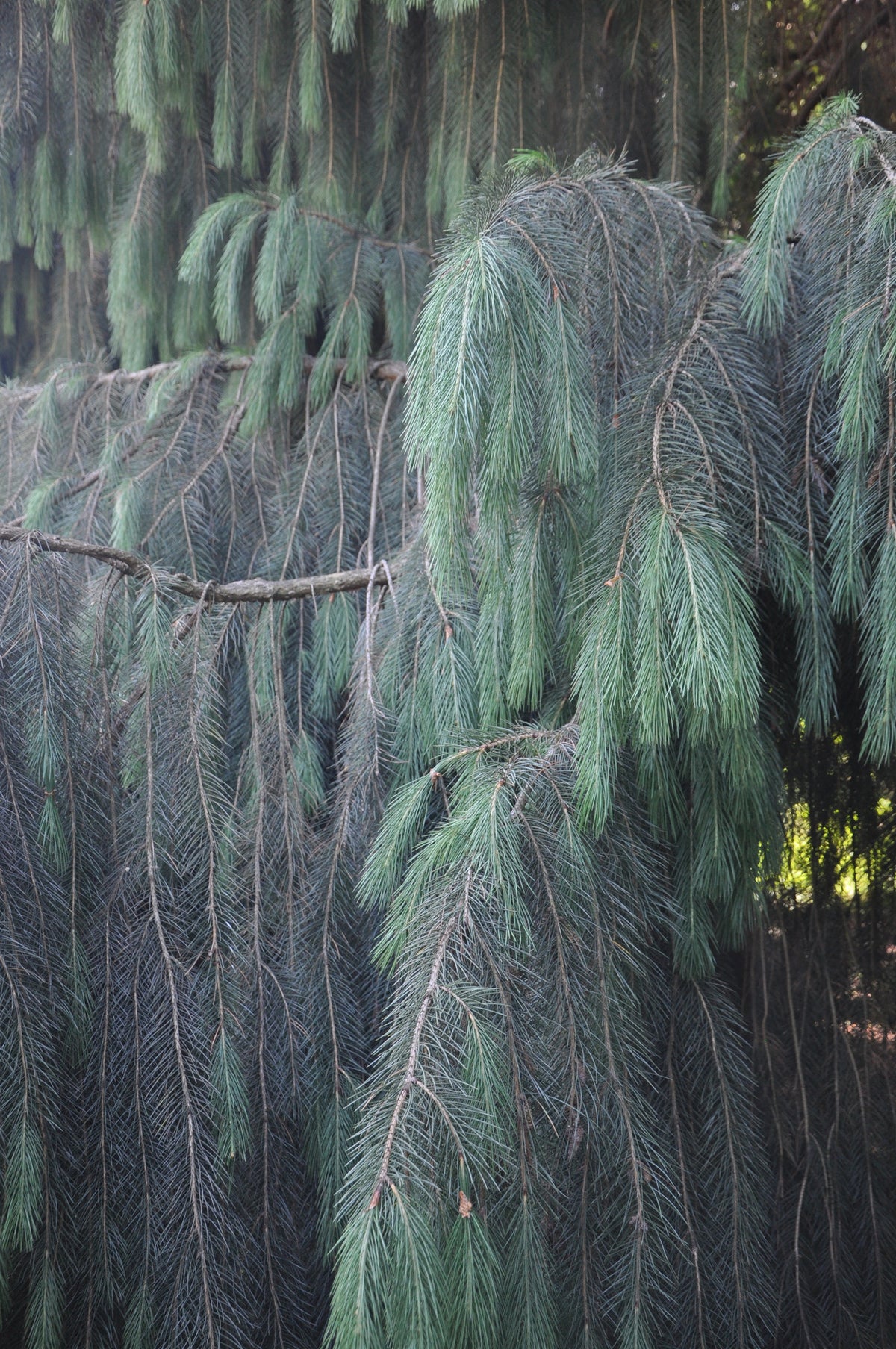 Picea smithiana (West Himalayan Spruce, Morinda Spruce)