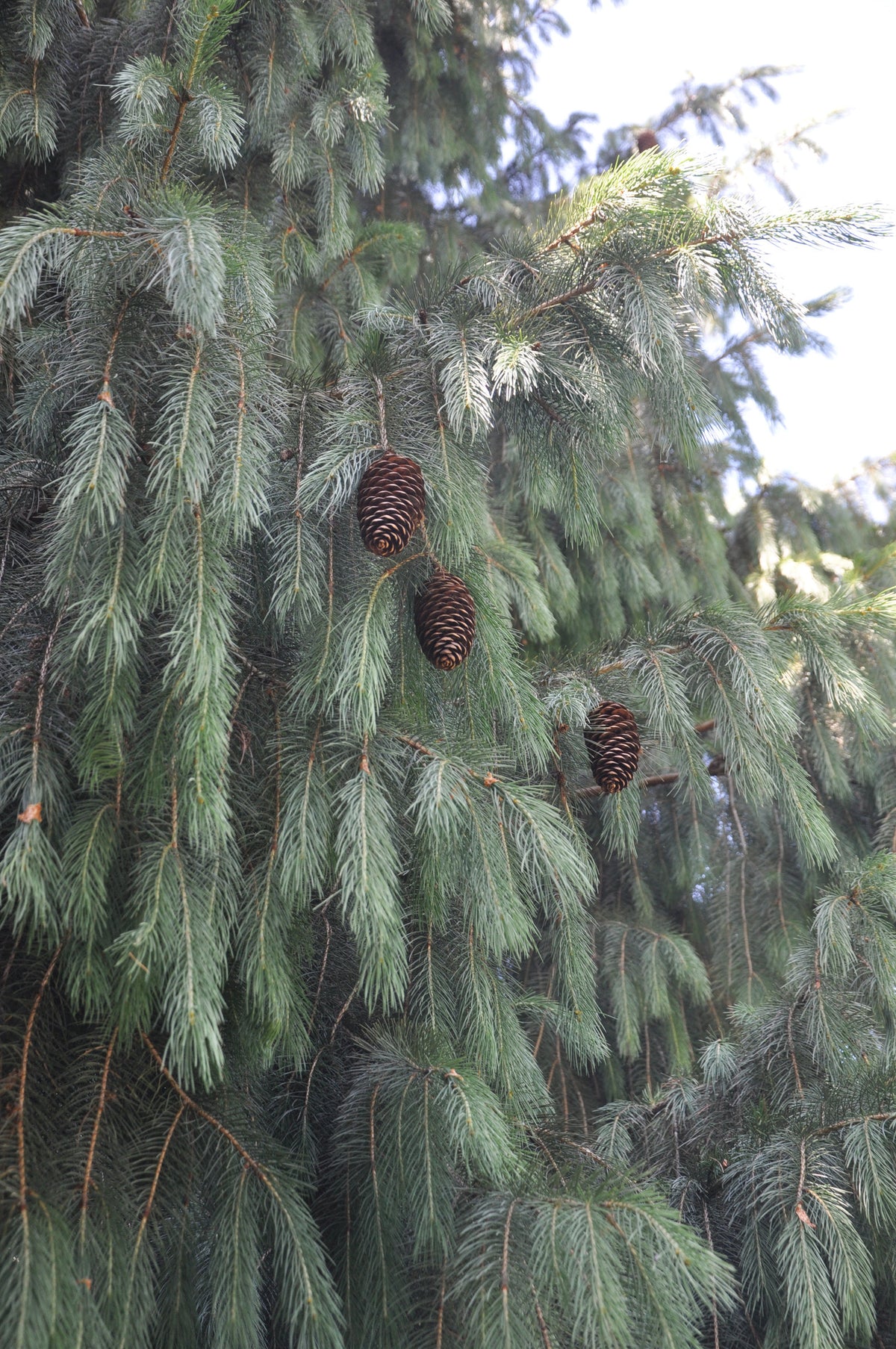 Picea smithiana (West Himalayan Spruce, Morinda Spruce)