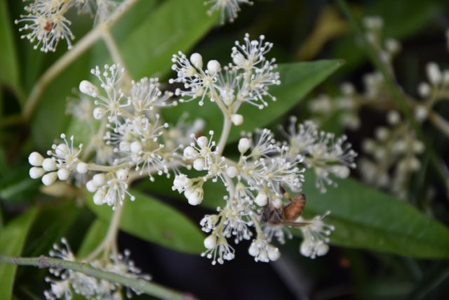 Pileostegia viburnoides (Climbing Hydrangea)