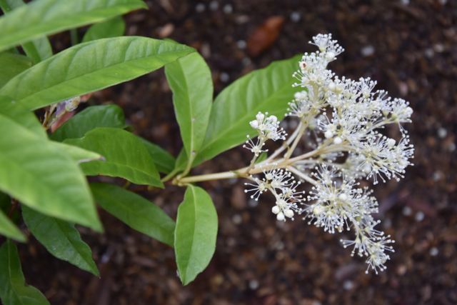 Pileostegia viburnoides (Climbing Hydrangea)