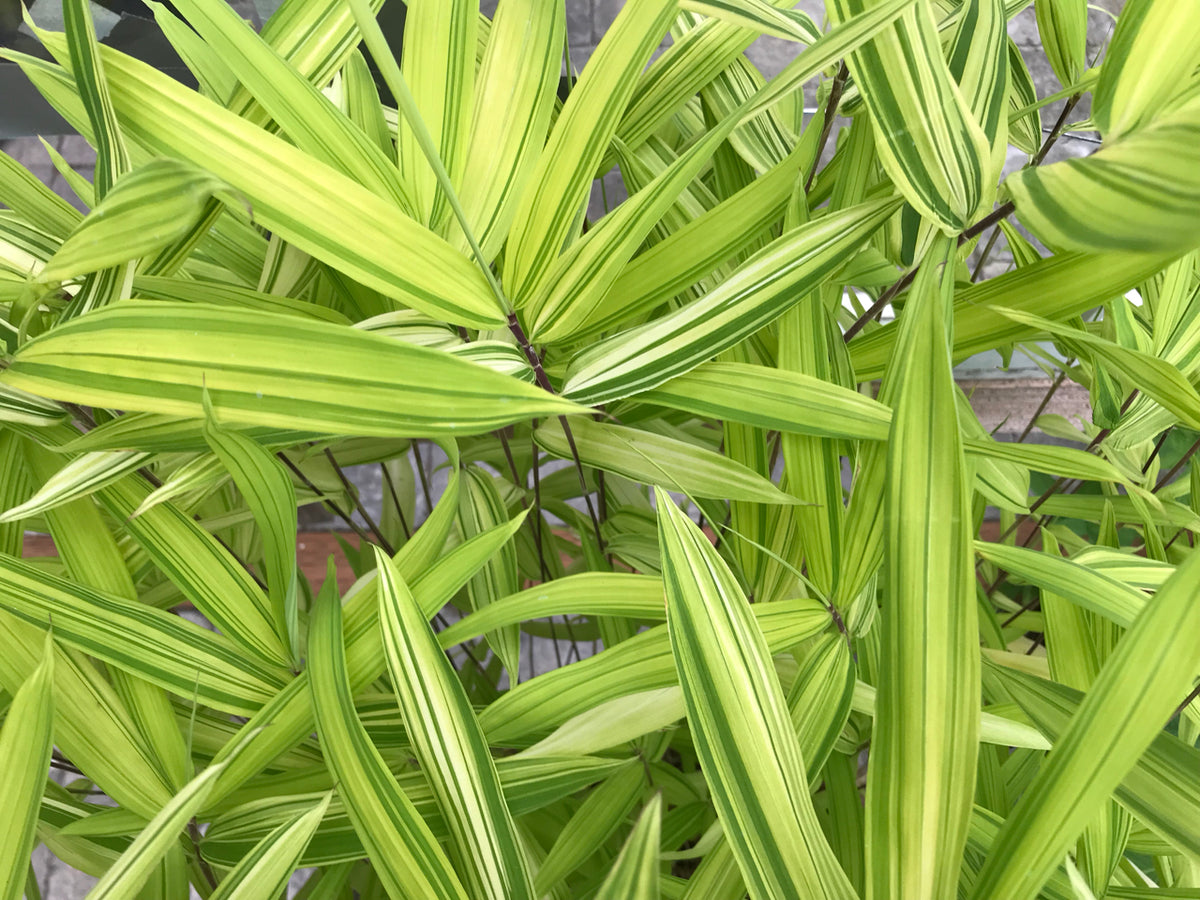 Pleioblastus viridistriatus  (Dwarf Varigated Bamboo)