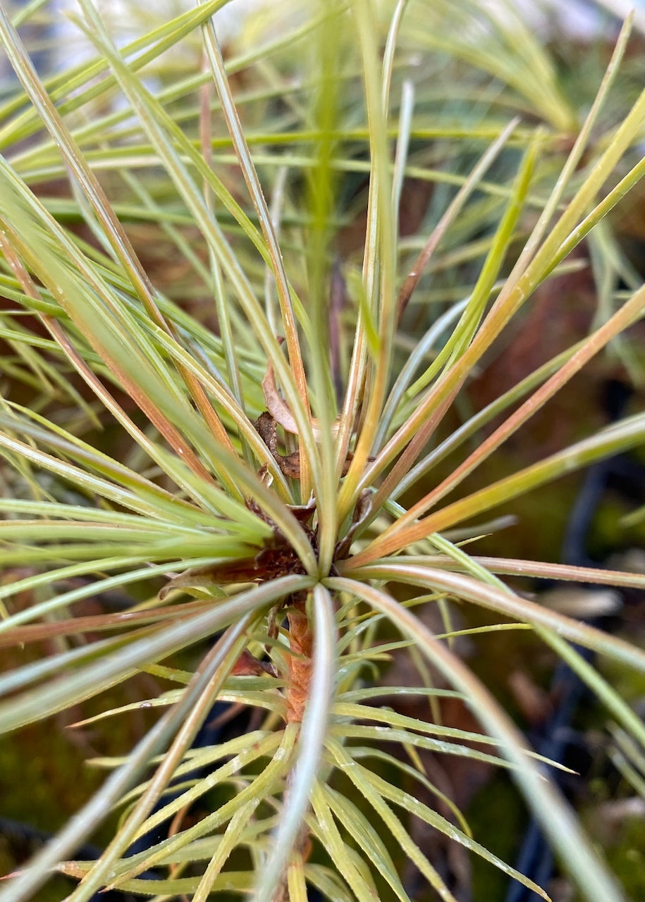 Pinus ayacahuite  (Mexican White Pine)