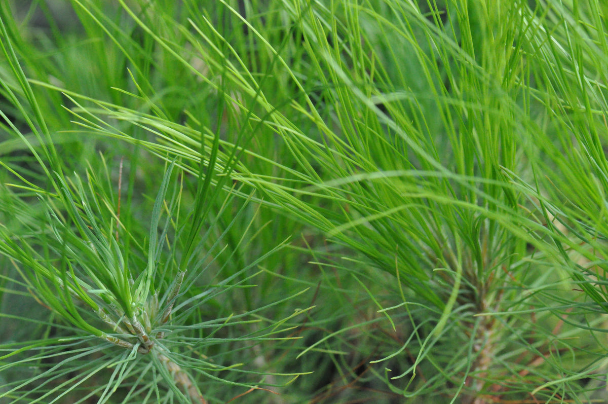 Pinus devoniana (Michoacan Pine)