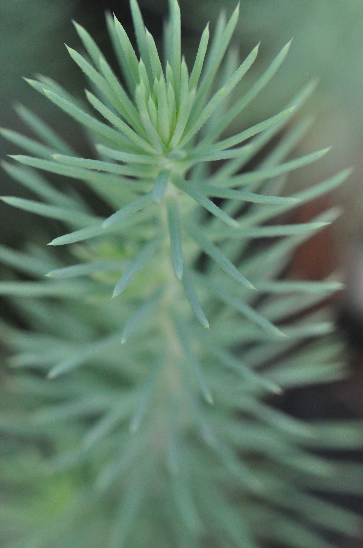 Pinus pinea (Stone Pine, Umbrella Pine)