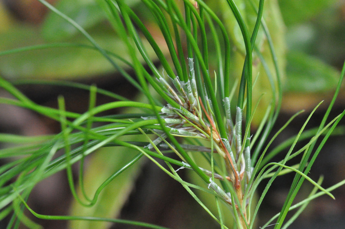 Pinus taiwanensis (Taiwan Red Pine)