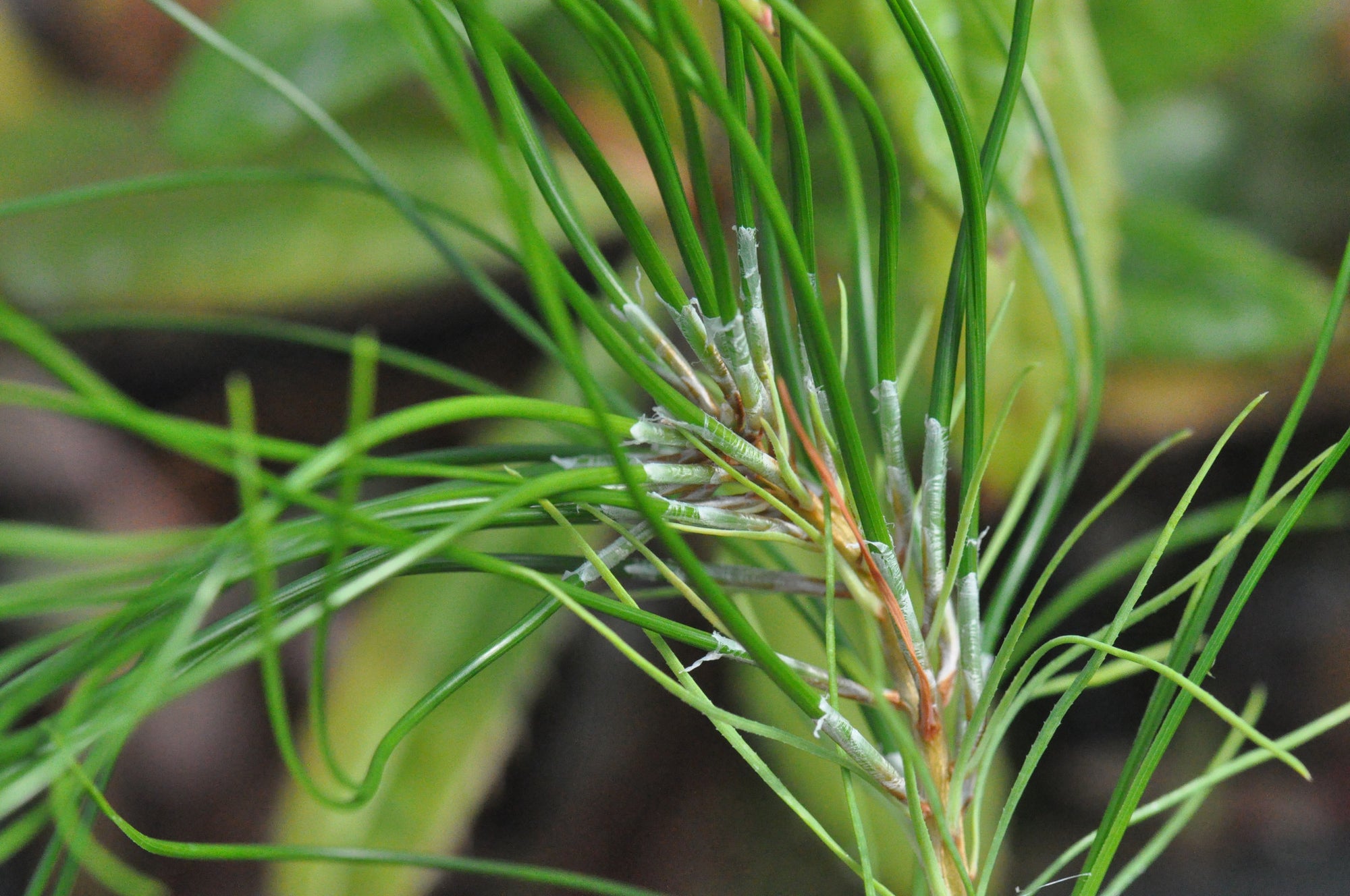 Pinus taiwanensis (Taiwan Red Pine)