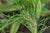 Pinus taiwanensis (Taiwan Red Pine)